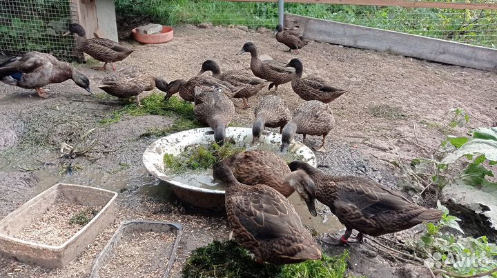 Утка Чубарые