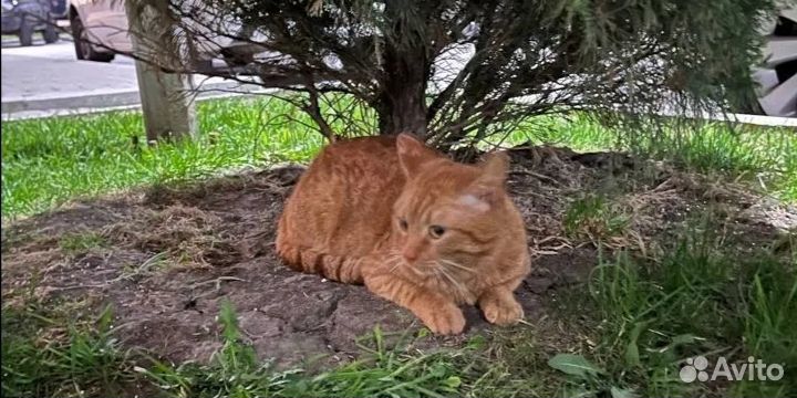 Отдам кота в добрые руки