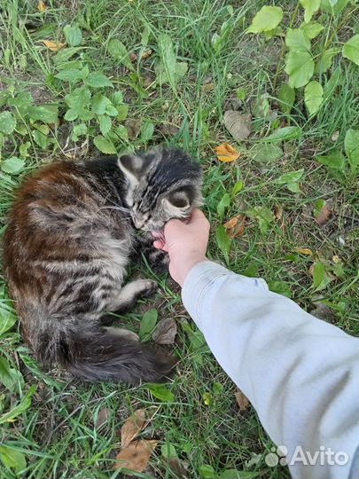 Кошечка 8 месяцев, стерилизована