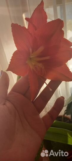 Комнатный цветок лилия