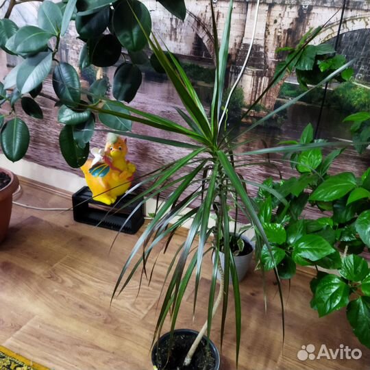 Гибискус китайская роза