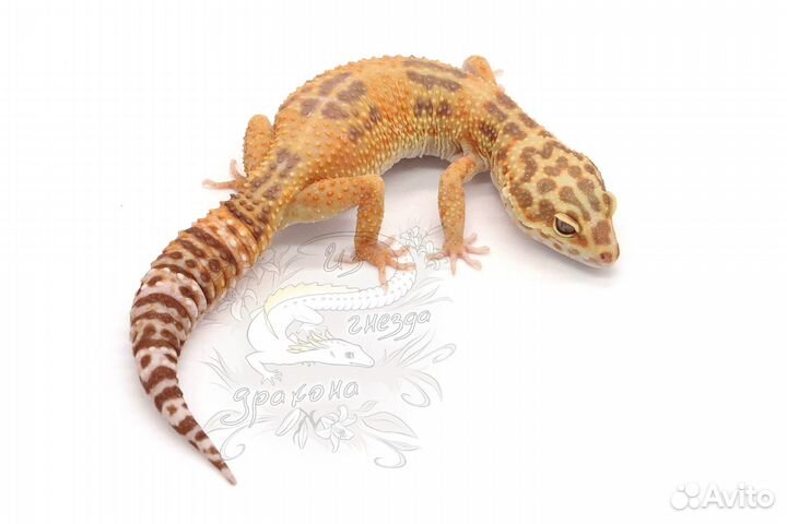 Эублефары (леопардовые гекконы)
