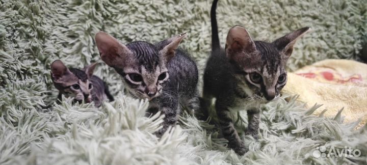 Сфинкс котята девочки