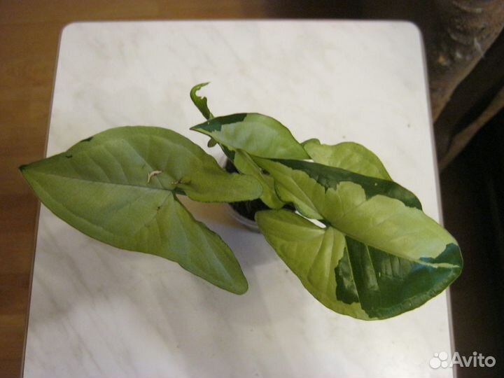 Сингониумы сортовые