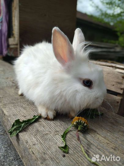 Козий и кроличий навоз