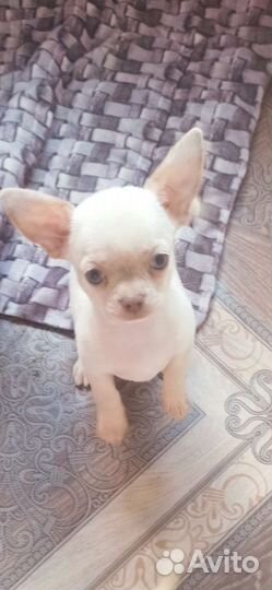 Сама нежность Девочка, окрас крем, гш, Док- ты