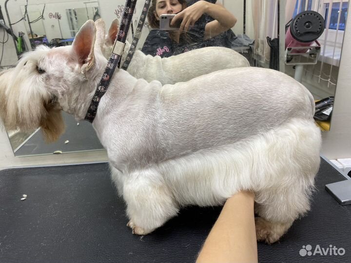 Грумер стрижка животных, Уз чистка зубов