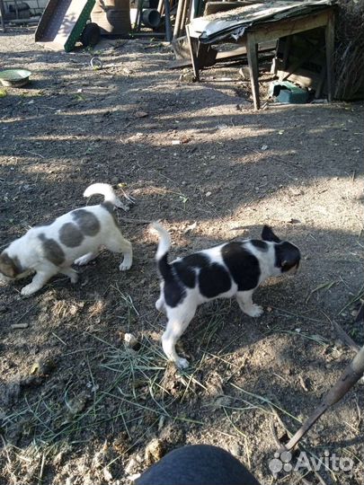 Щенки в добрые руки,остались 2 сучки
