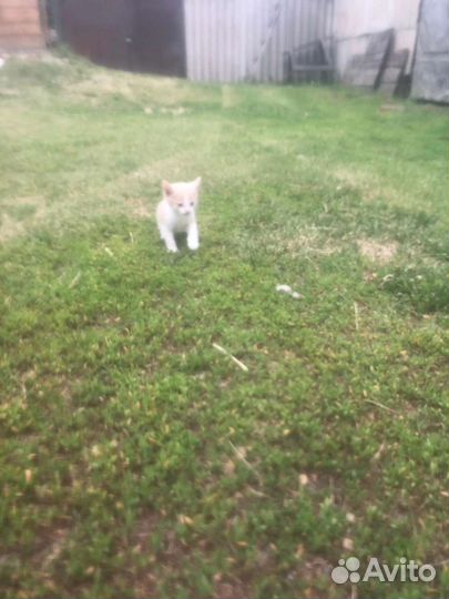 Котёнок мальчик