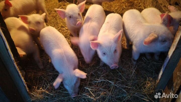 Поросята