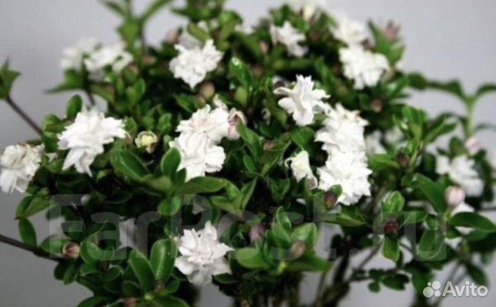 Серисса махровая Pleno и Фудзи