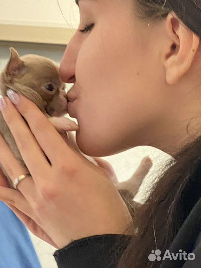 Чихуахув лиловые и шоколадные