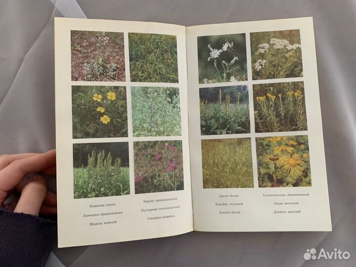 «дары подмосковного леса» книга с иллюстрациями