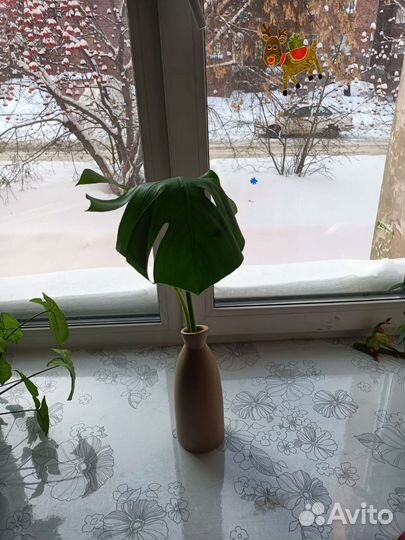 Монстера в вазе на 8 марта