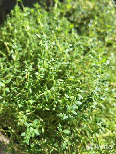 Тимьян в горшке