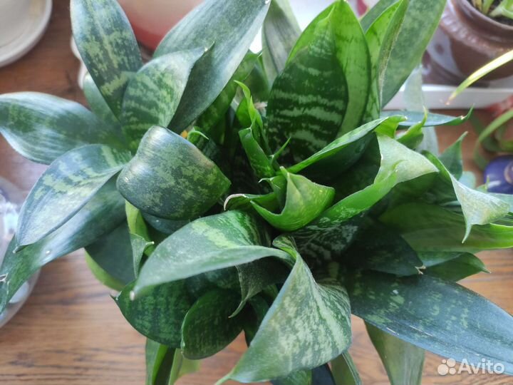 Сансевиерия Ханни