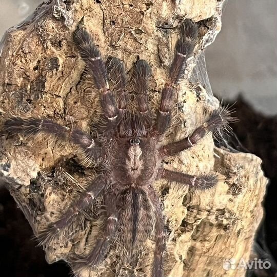 Паук птицеед Poecilotheria metallica L3