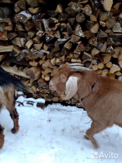 Козлик,козы