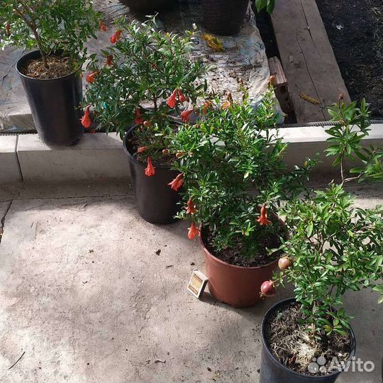 Гранат (Punica)