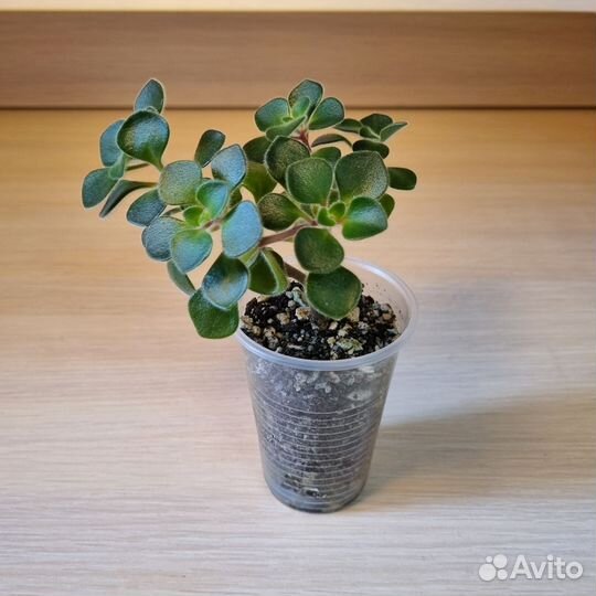 Аихризон (дерево любви)