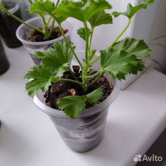 Королевская пеларгония