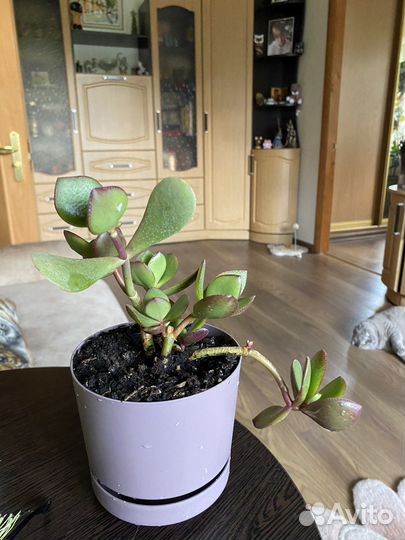 Комнатные цветы