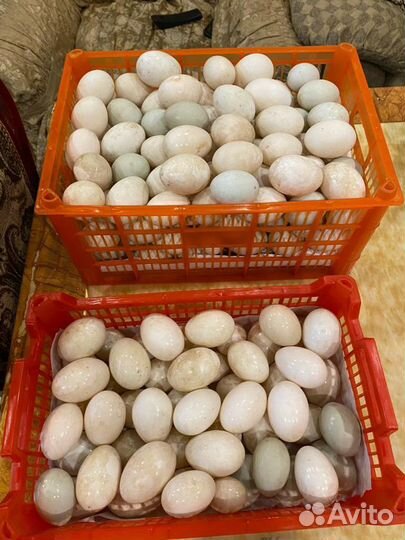 Инкубационное яйцо утиное