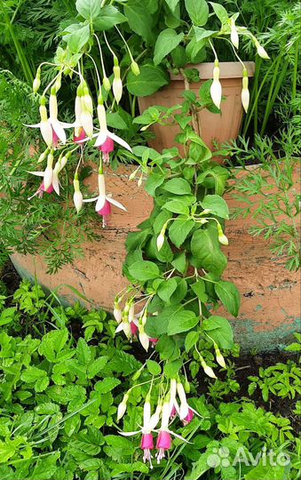 Фуксия нимфа