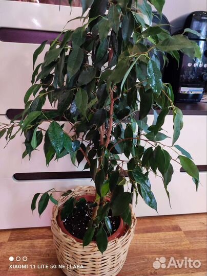 Замиакулькас и фикус Бенджамина