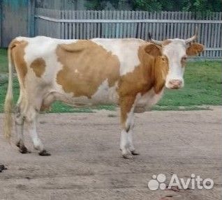 Корова стельная дойная