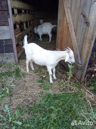 Продам коз