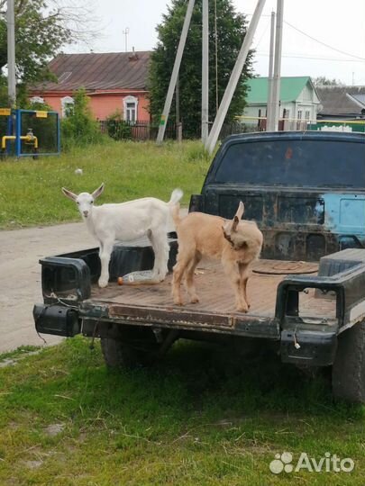 Продам козлят