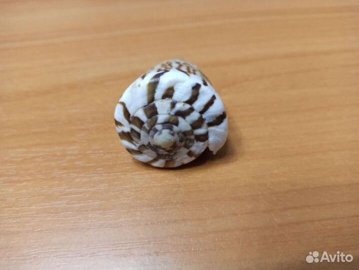 Морская раковина