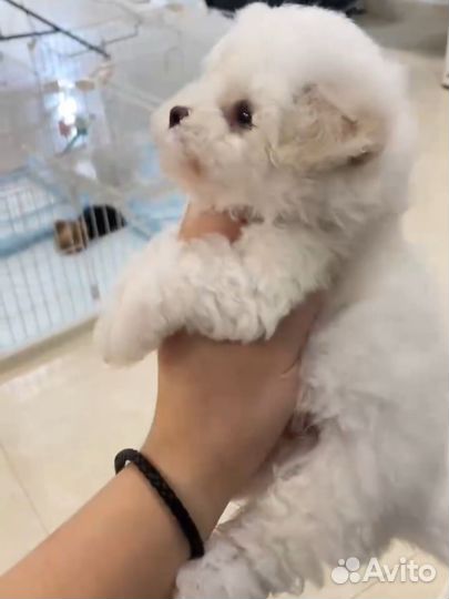 Щенки бишон фризе микро девочка