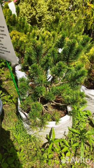 Сосна горная Винтер Голд