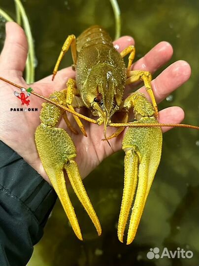 Раки натуральные доставка моментально
