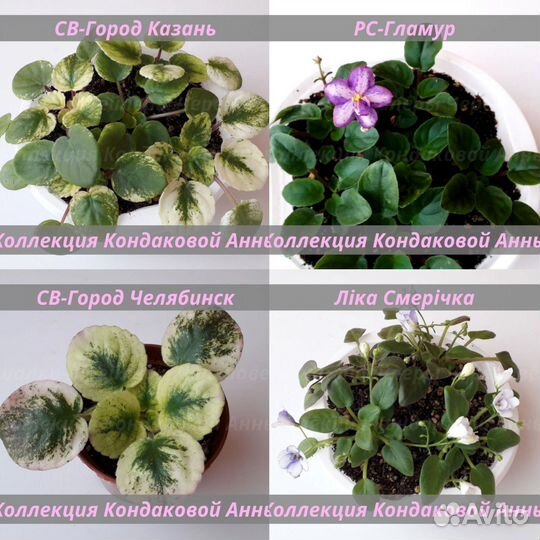 Детки сортовых фиалок-трейлеров