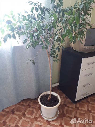 Фикус бенджамина большой