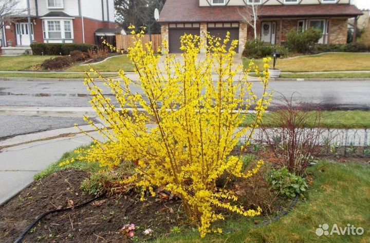 Кустарник Форзиция