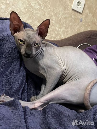 Канадский сфинкс вязка