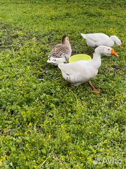 Гусь или яйцо