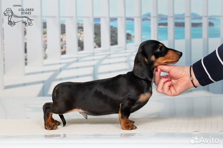 Кроличьи щенки от питомника UCI мальчики