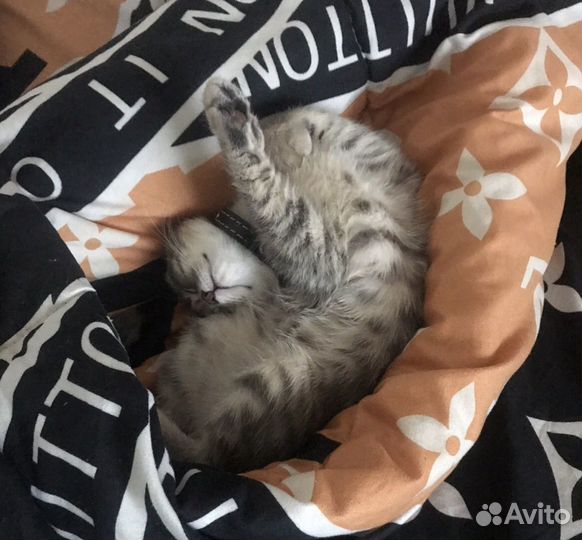 Продается кошка