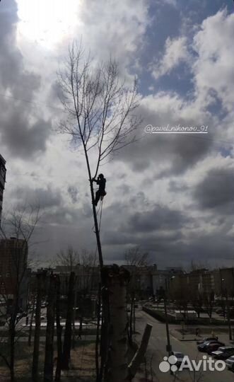 Спил деревьев