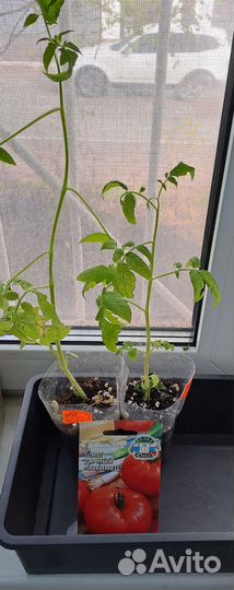 Рассада помидор
