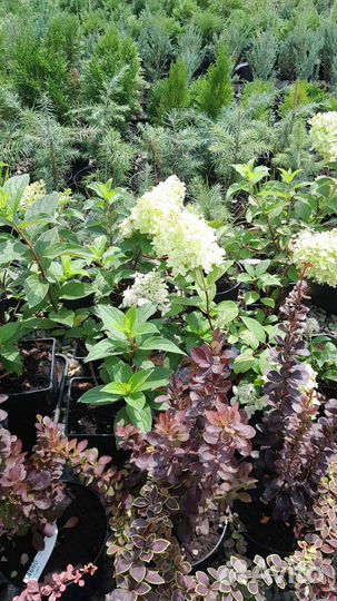 Хвойные и декоративные растения