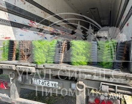 Сеянцы зкс Сосна окс Ель Лиственница Горная