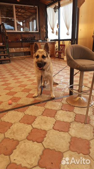 Кобель вео для вязки