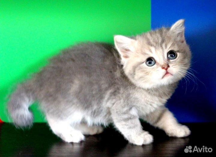 Британская малышка