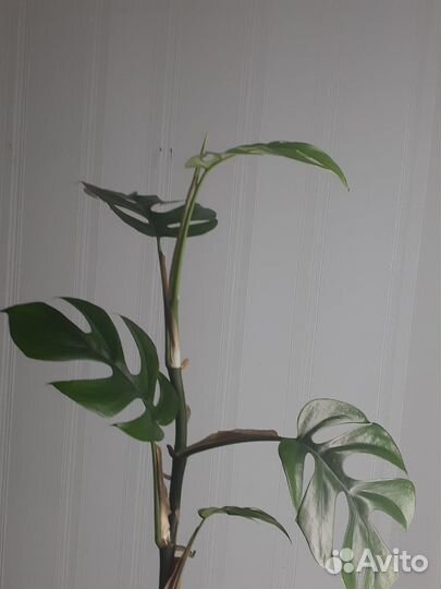 Комнатные растения ч.1 лиановидные